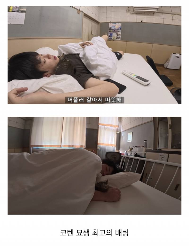아기 고양이 냥줍했는데 반응 난리난(p) 일본 유튜버.jpg | 인스티즈