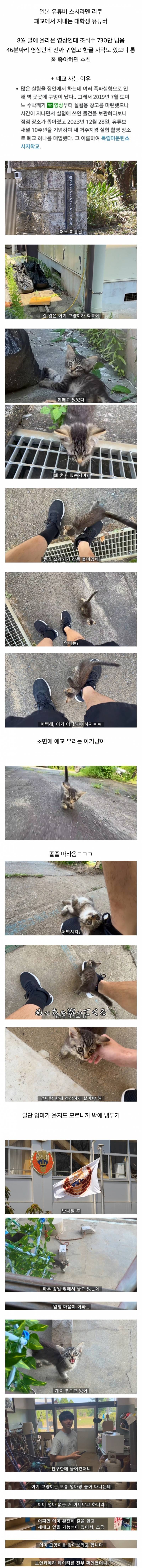 아기 고양이 냥줍했는데 반응 난리난(p) 일본 유튜버.jpg | 인스티즈