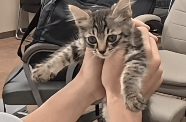 아기 고양이 냥줍했는데 반응 난리난(p) 일본 유튜버.jpg | 인스티즈