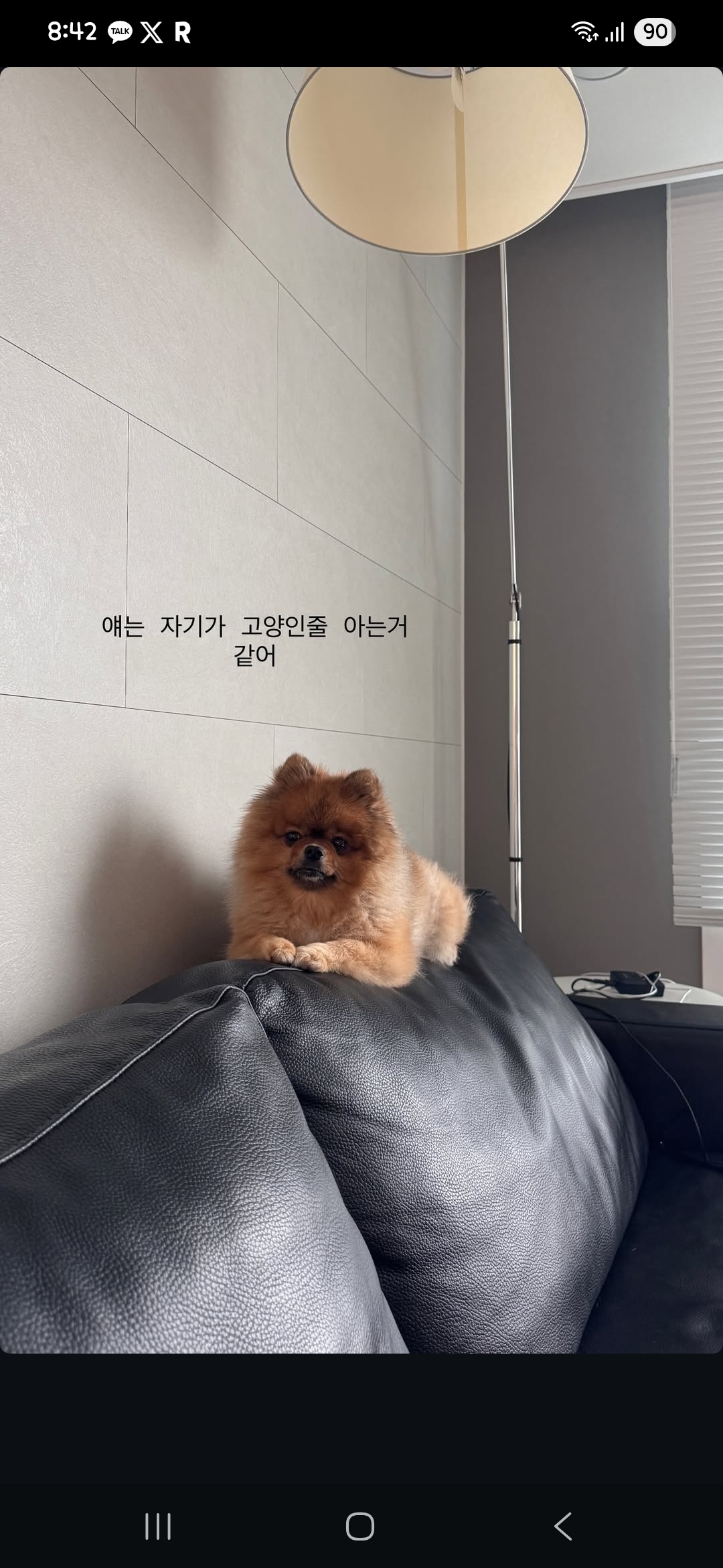 [잡담] 한아름송이네 강쥐 왜케 귀엽지ㅋㅋㅋㅋㅋㅋ | 인스티즈