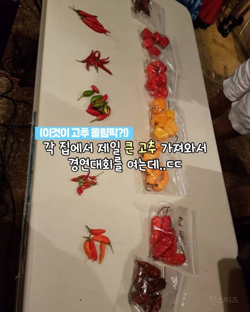 큰 고추 자랑하는 대회.jpg | 인스티즈