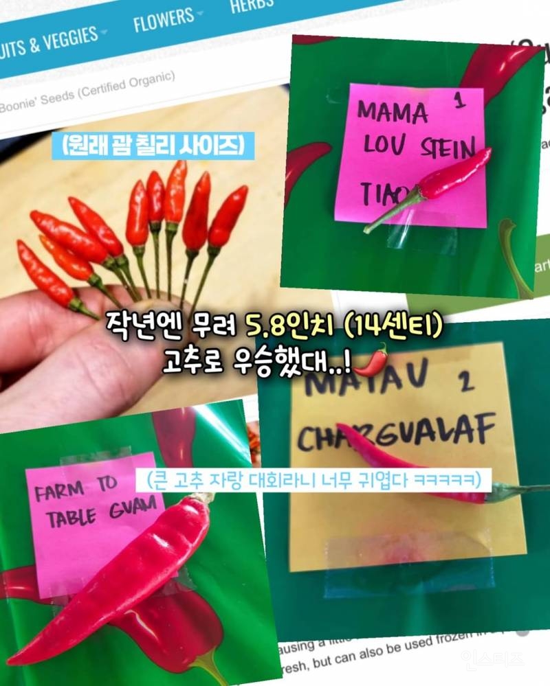 큰 고추 자랑하는 대회.jpg | 인스티즈