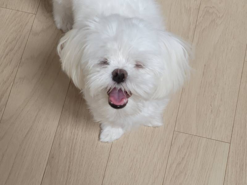 [잡담] 우리집 강아지 웃는 거 봐줄래...? | 인스티즈