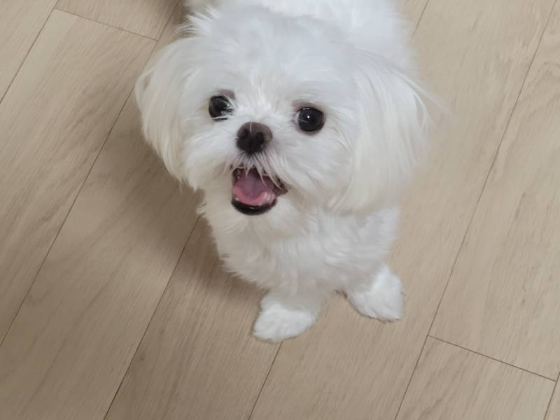 [잡담] 우리집 강아지 웃는 거 봐줄래...? | 인스티즈