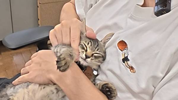 며칠 전 인티에 올라온 폐교에서 주운 아기고양이 코텐 최근 근황 | 인스티즈