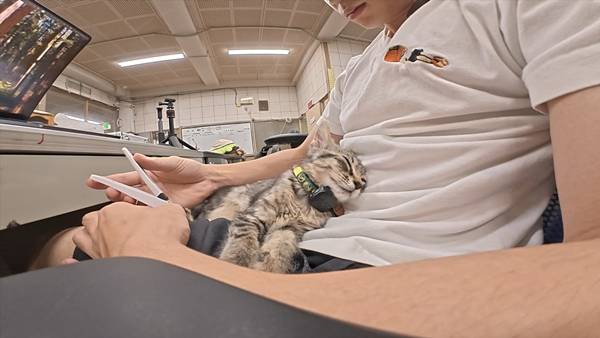 며칠 전 인티에 올라온 폐교에서 주운 아기고양이 코텐 최근 근황 | 인스티즈