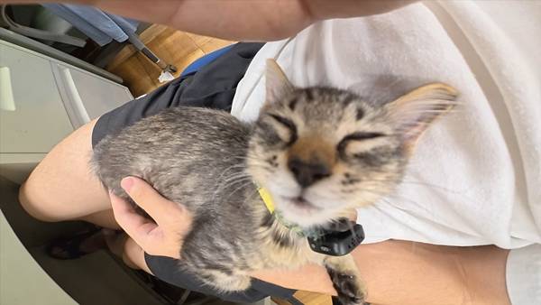 며칠 전 인티에 올라온 폐교에서 주운 아기고양이 코텐 최근 근황 | 인스티즈