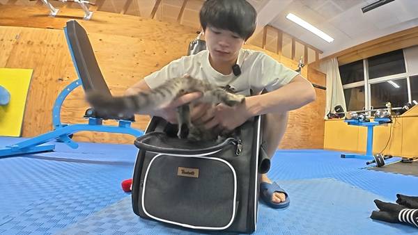 며칠 전 인티에 올라온 폐교에서 주운 아기고양이 코텐 최근 근황 | 인스티즈