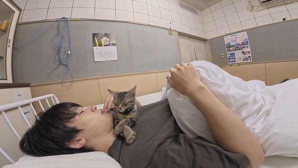 며칠 전 인티에 올라온 폐교에서 주운 아기고양이 코텐 최근 근황 | 인스티즈