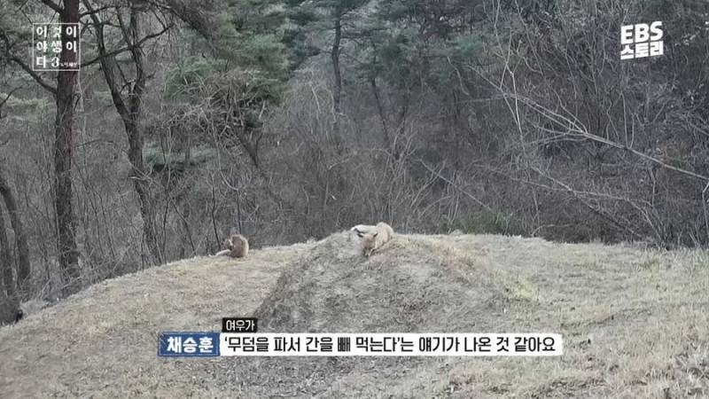 여우가 무덤에서 자주 발견된 이유 | 인스티즈