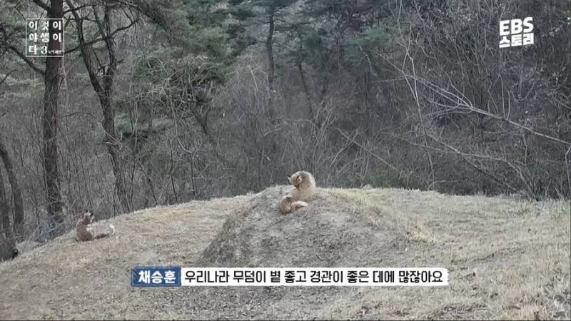 여우가 무덤에서 자주 발견된 이유 | 인스티즈
