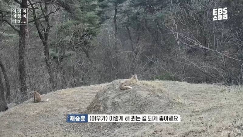 여우가 무덤에서 자주 발견된 이유 | 인스티즈