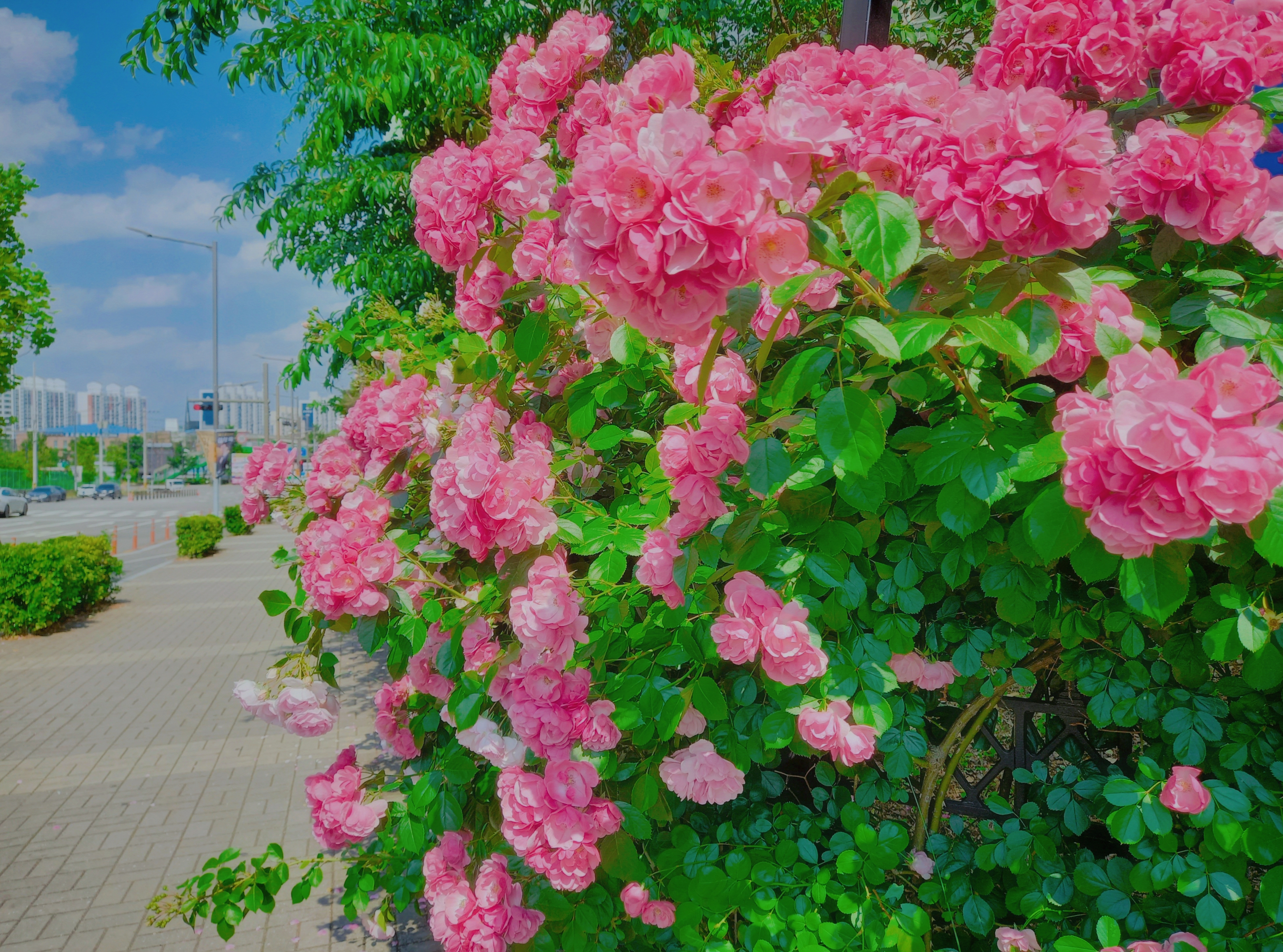 [잡담] 사진 보정 맡긴 익들아 보정본 들고 왔다!✨ | 인스티즈
