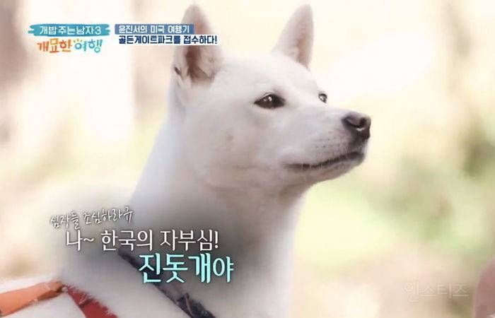 진돗개 어렸을때랑 컸을때 차이 너무 신기함 | 인스티즈