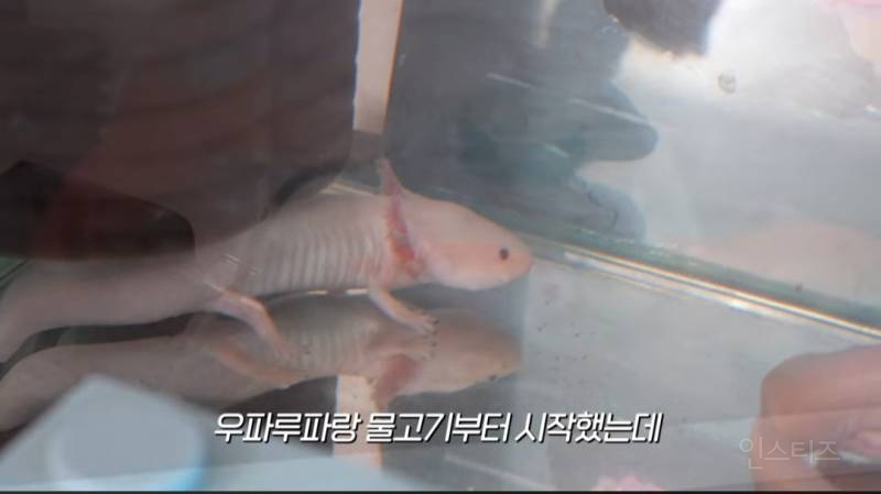 요즘 아들 때문에 파충류를 키우게 되었다는 한가인,연정훈 | 인스티즈