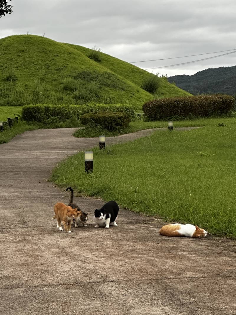 고양이) [잡담] 경주 냥 | 인스티즈