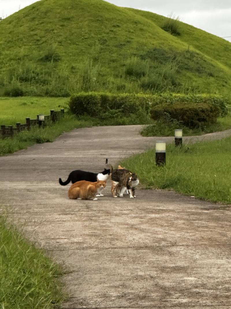 고양이) [잡담] 경주 냥 | 인스티즈