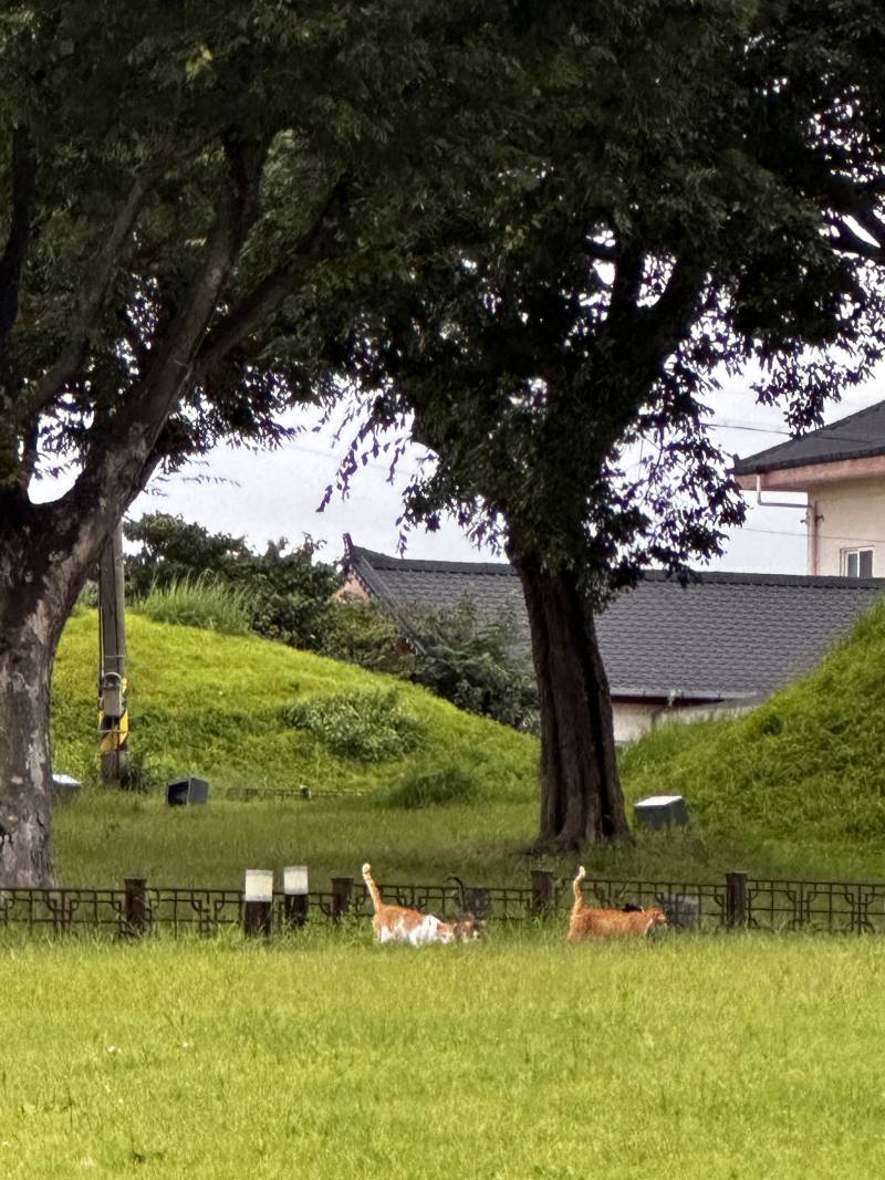 고양이) [잡담] 경주 냥 | 인스티즈