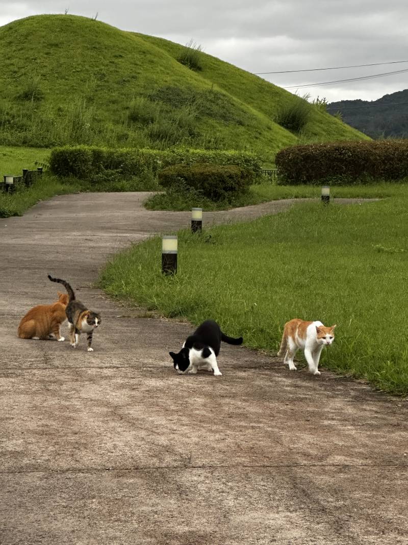 고양이) [잡담] 경주 냥 | 인스티즈