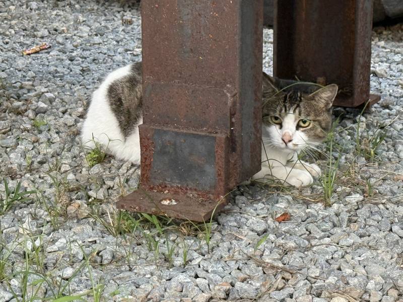 [잡담] 집근처 사는 길냥이 오며가며 간식 주다가 정 들었어 | 인스티즈
