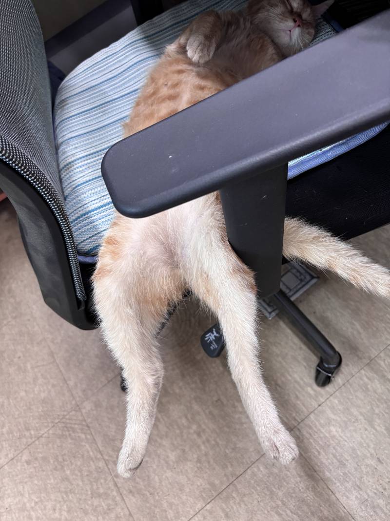 [잡담] 회사 고양이 볼래? | 인스티즈