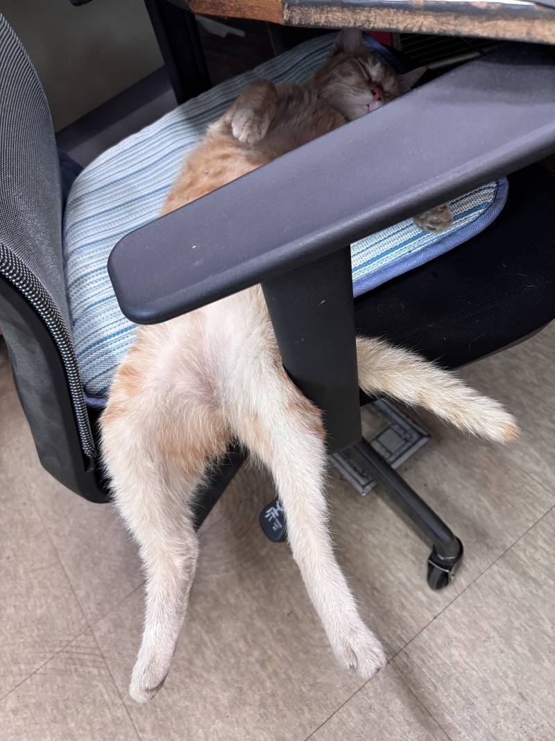 [잡담] 회사 고양이 볼래? | 인스티즈