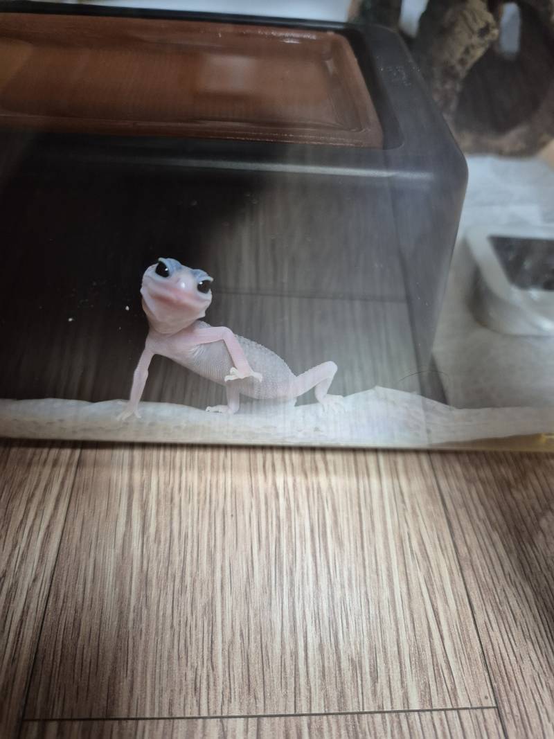 [잡담] 우리집 아가 도마뱀 보고가줘 | 인스티즈