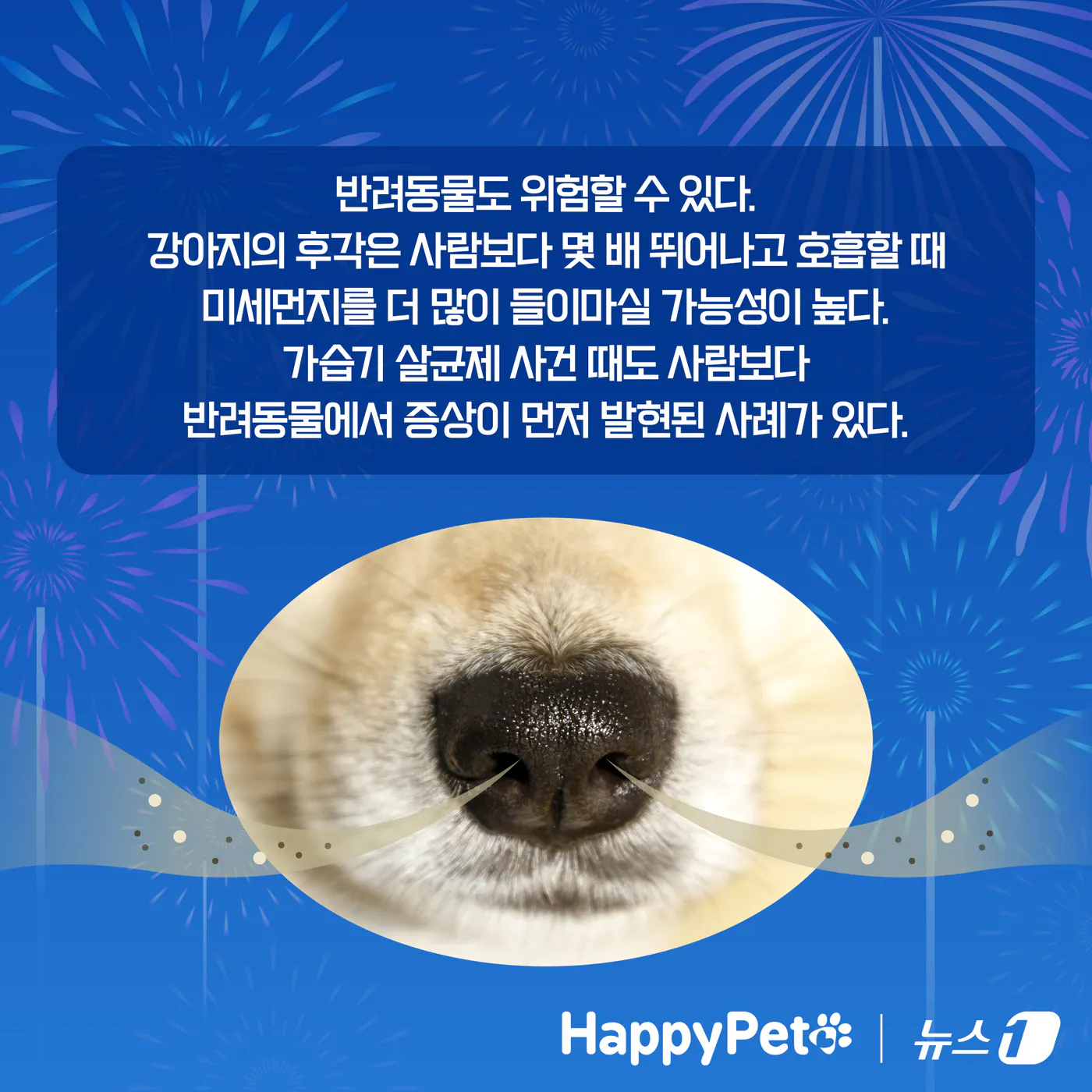 불꽃축제할때 절대 강아지 데리고 가지마.jpg (새사진 주의) | 인스티즈