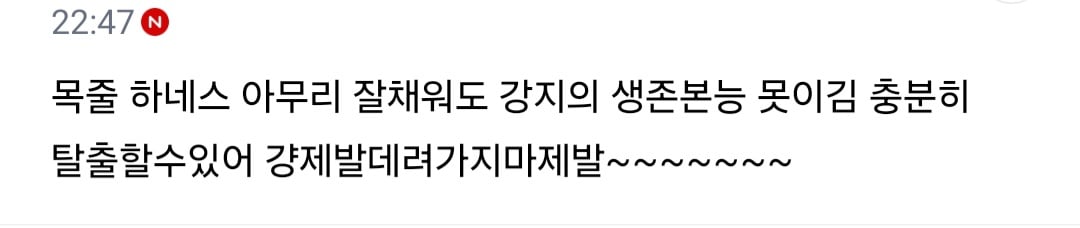 불꽃축제할때 절대 강아지 데리고 가지마.jpg (새사진 주의) | 인스티즈
