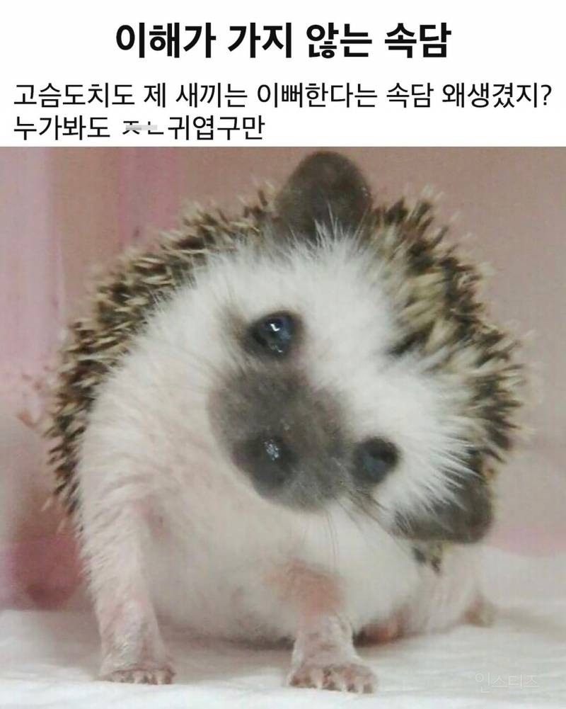 이해 안가는 속담.jpg | 인스티즈