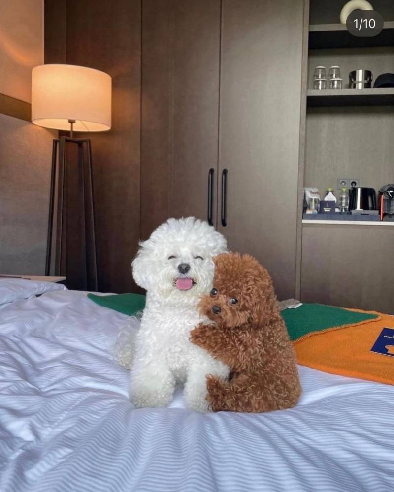 [잡담] 아니 내동생 진짜 개귀찮아 왜 이런게 궁금하지 | 인스티즈