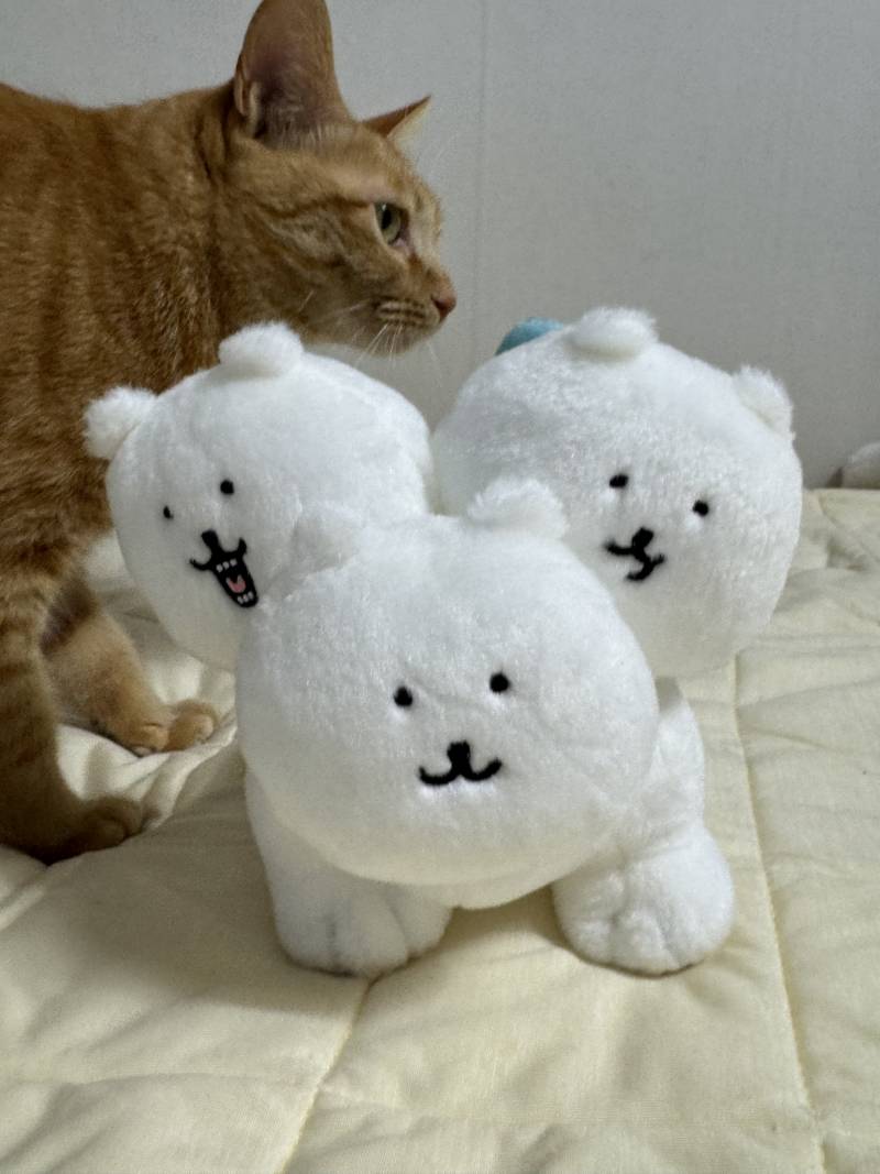 [잡담] 우리집에 케로베로스 잇어 | 인스티즈