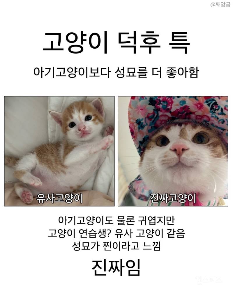 고양이 덕후 특징 | 인스티즈