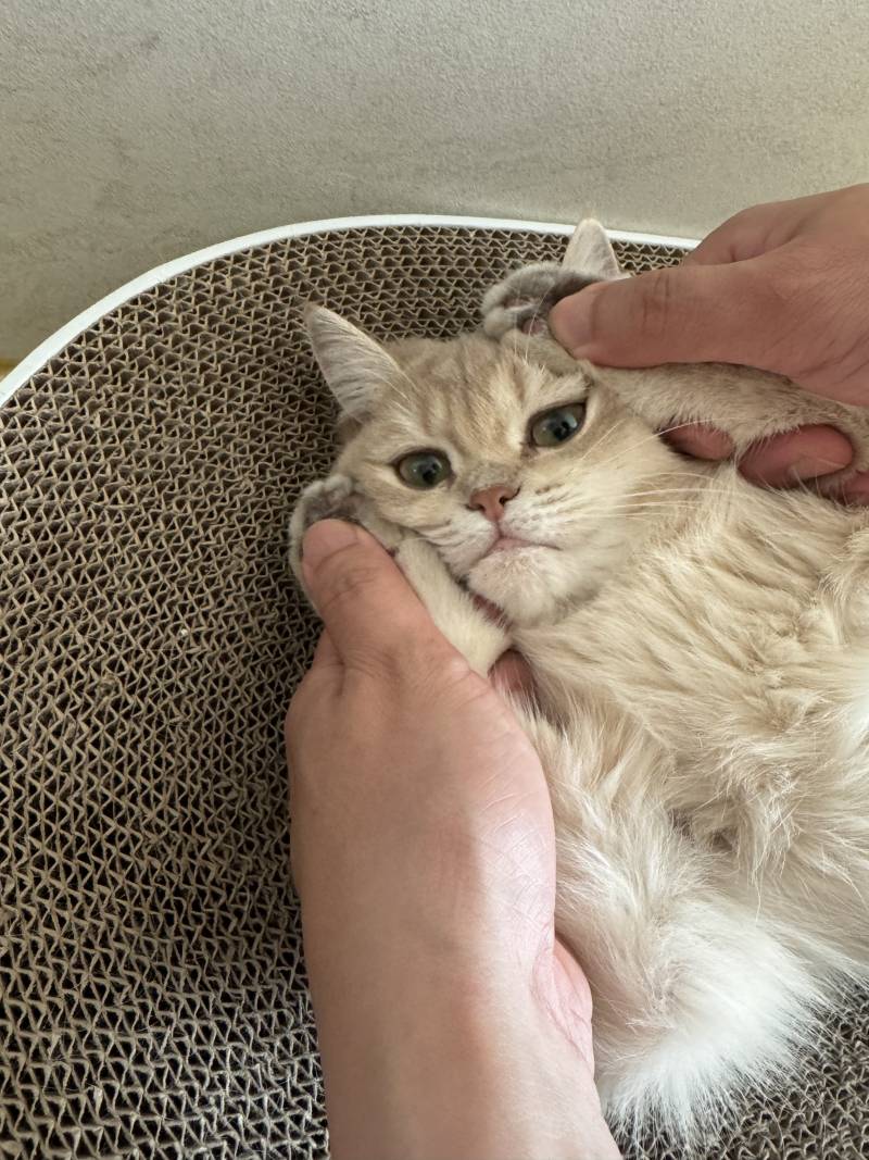 고양이) [잡담] 우리집 깜찌기 | 인스티즈
