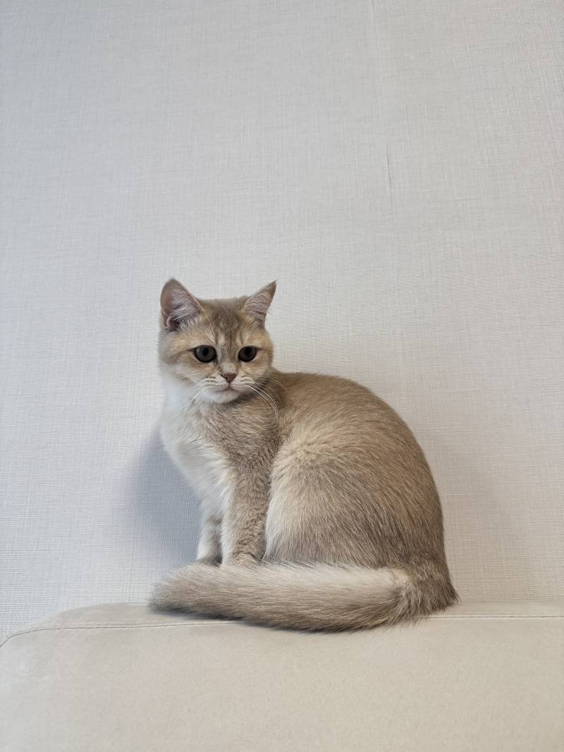고양이) [잡담] 우리집 깜찌기 | 인스티즈