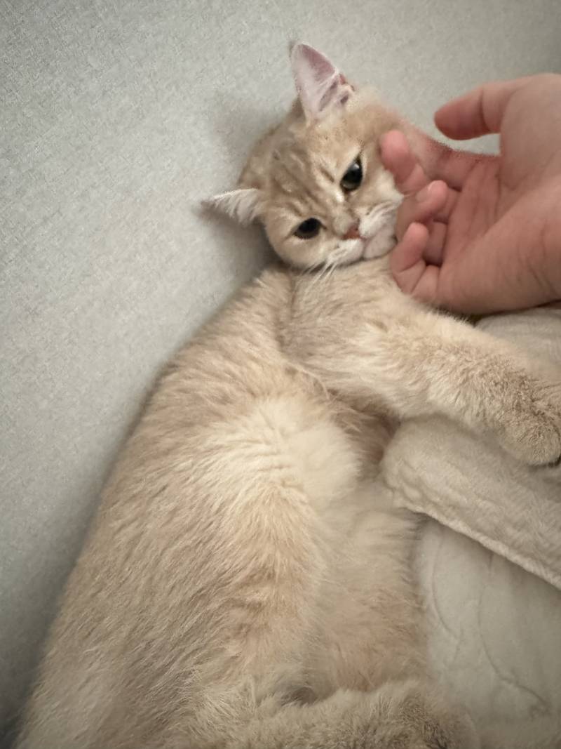 고양이) [잡담] 우리집 깜찌기 | 인스티즈