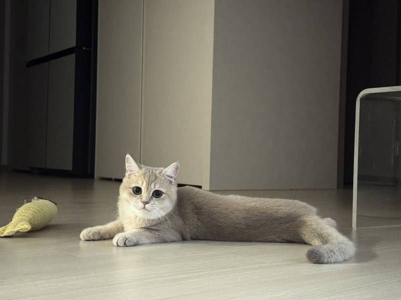 고양이) [잡담] 우리집 깜찌기 | 인스티즈