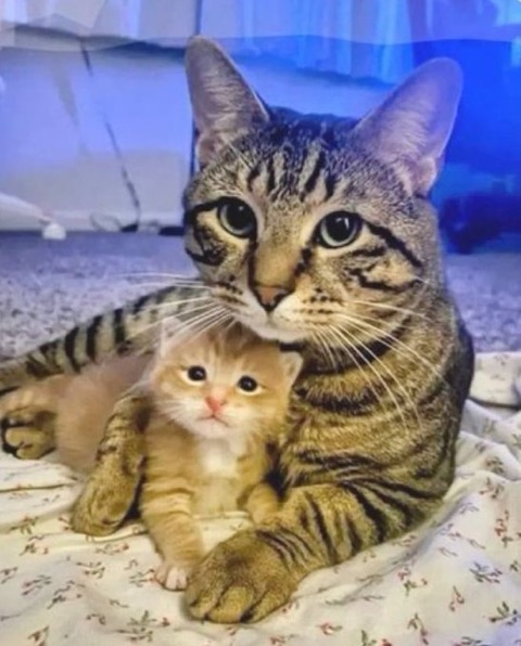 [잡담] 알디원 쟈호랑 안신이 | 인스티즈