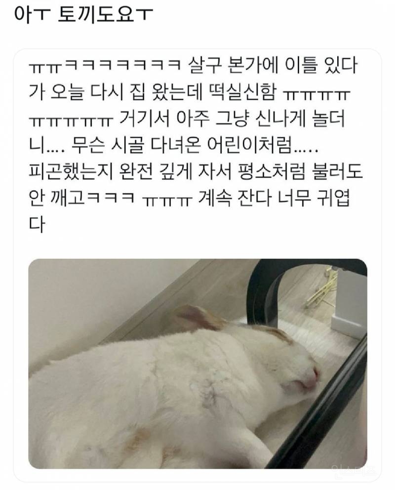 명절을 보내고 주인보다 더 피곤해하는 반려동물들 | 인스티즈