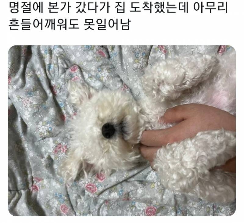 명절을 보내고 주인보다 더 피곤해하는 반려동물들 | 인스티즈