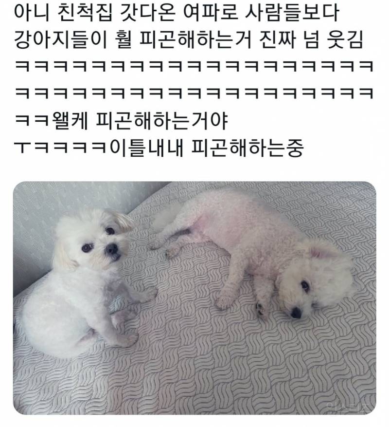 명절을 보내고 주인보다 더 피곤해하는 반려동물들 | 인스티즈