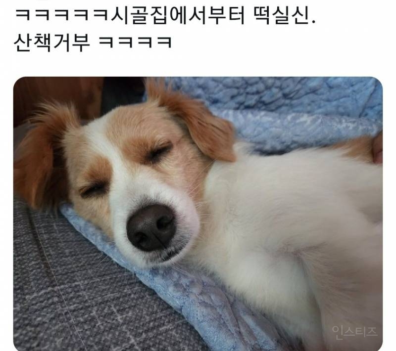 명절을 보내고 주인보다 더 피곤해하는 반려동물들 | 인스티즈