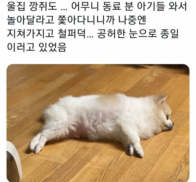 명절을 보내고 주인보다 더 피곤해하는 반려동물들 | 인스티즈