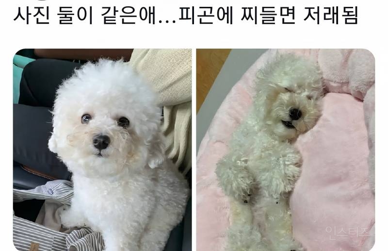 명절을 보내고 주인보다 더 피곤해하는 반려동물들 | 인스티즈