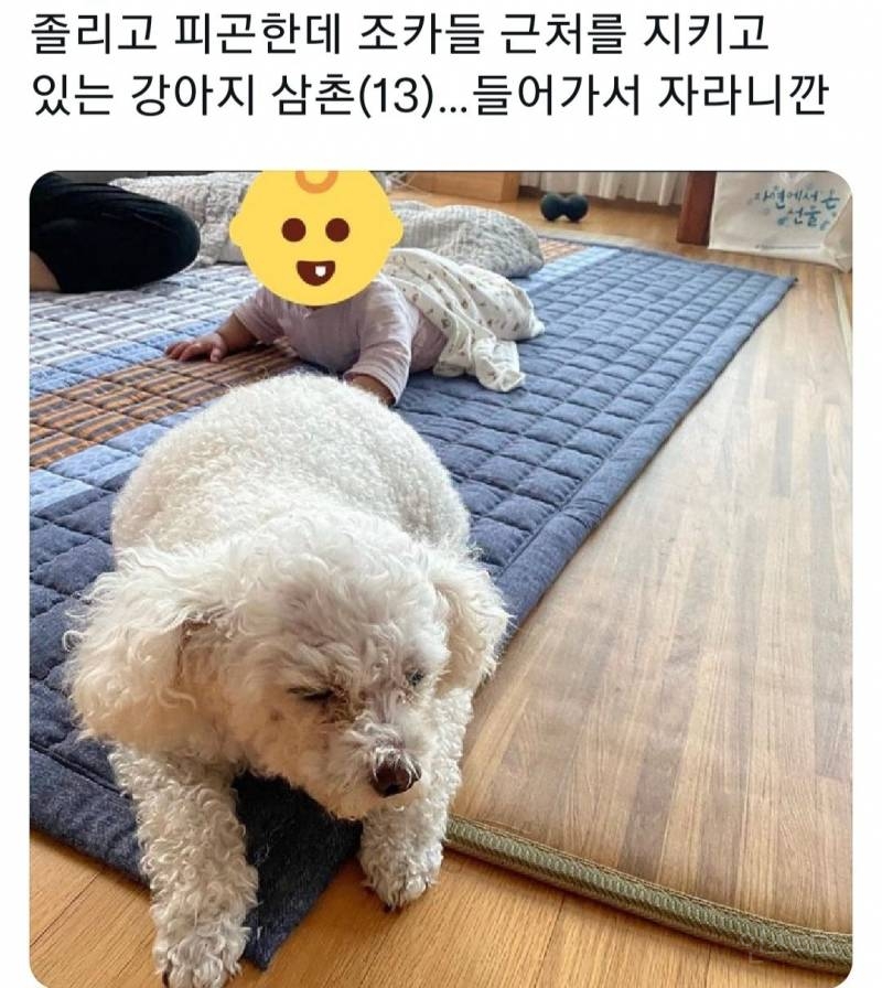 명절을 보내고 주인보다 더 피곤해하는 반려동물들 | 인스티즈