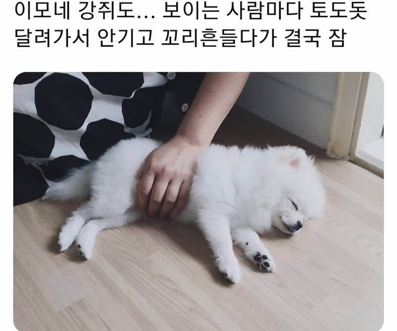 명절을 보내고 주인보다 더 피곤해하는 반려동물들 | 인스티즈