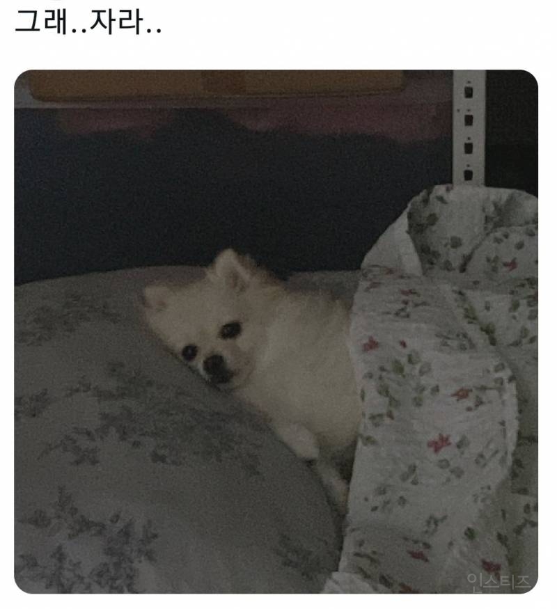 명절을 보내고 주인보다 더 피곤해하는 반려동물들 | 인스티즈