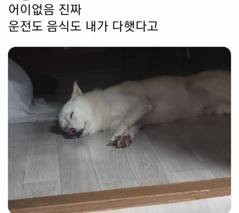 명절을 보내고 주인보다 더 피곤해하는 반려동물들 | 인스티즈