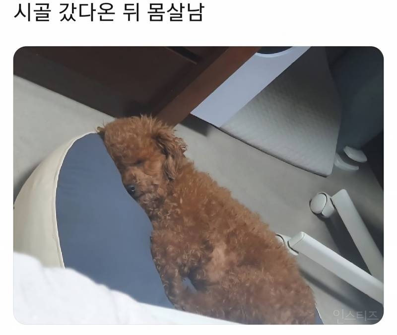 명절을 보내고 주인보다 더 피곤해하는 반려동물들 | 인스티즈