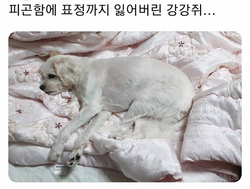 명절을 보내고 주인보다 더 피곤해하는 반려동물들 | 인스티즈